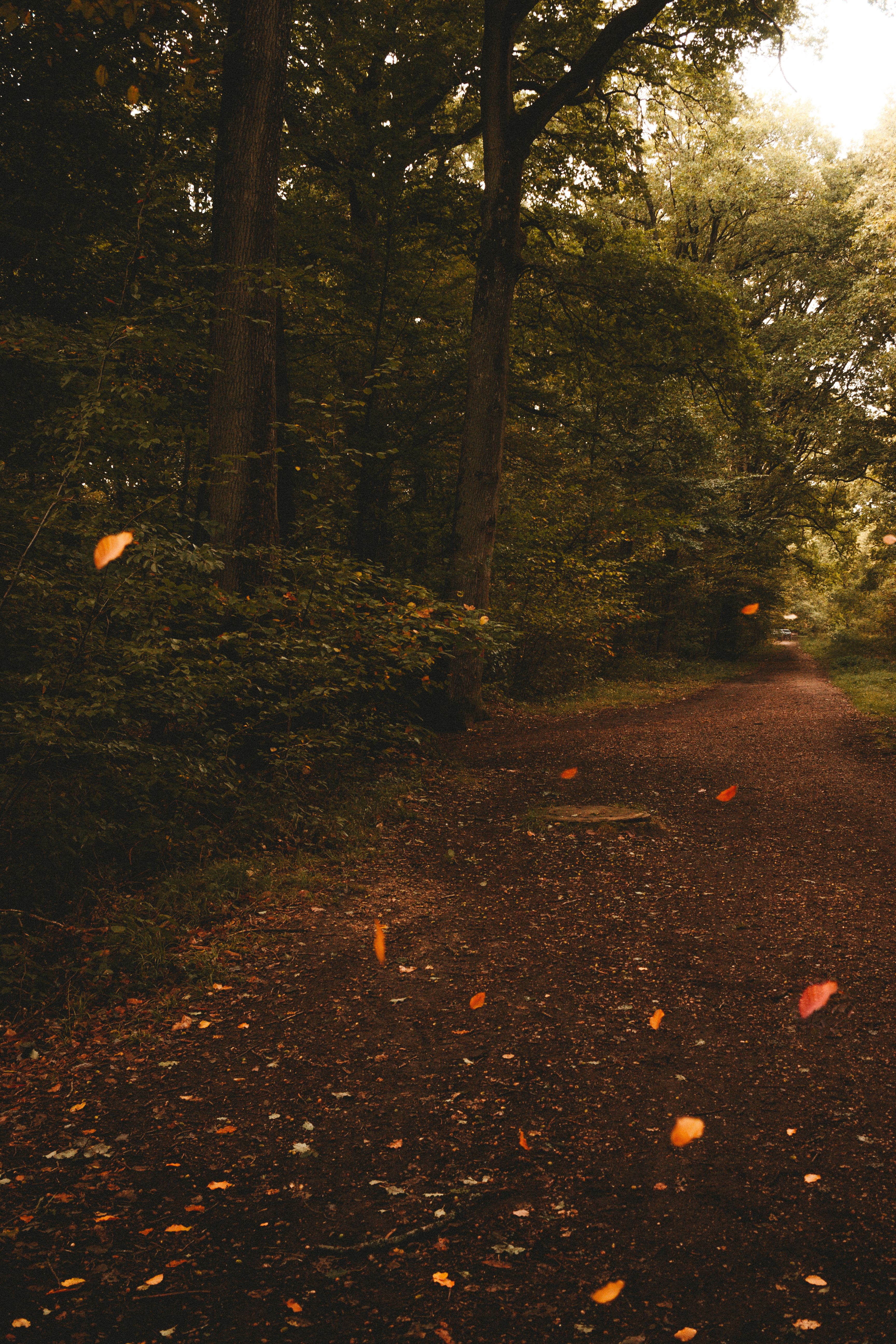Fotomural Camino sereno en el bosque en otoño con vibrantes hojas caídas, evocando una sensación de tranquilidad y belleza natural.