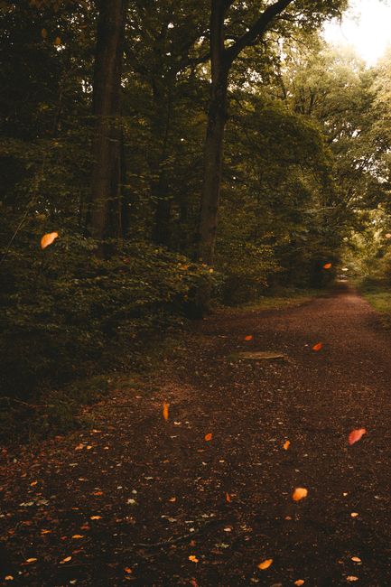 Fotomural Camino sereno en el bosque en otoño con vibrantes hojas caídas, evocando una sensación de tranquilidad y belleza natural.