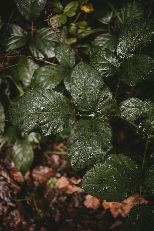 Top view of lush greenery of dark olive color after autumn shower in forest