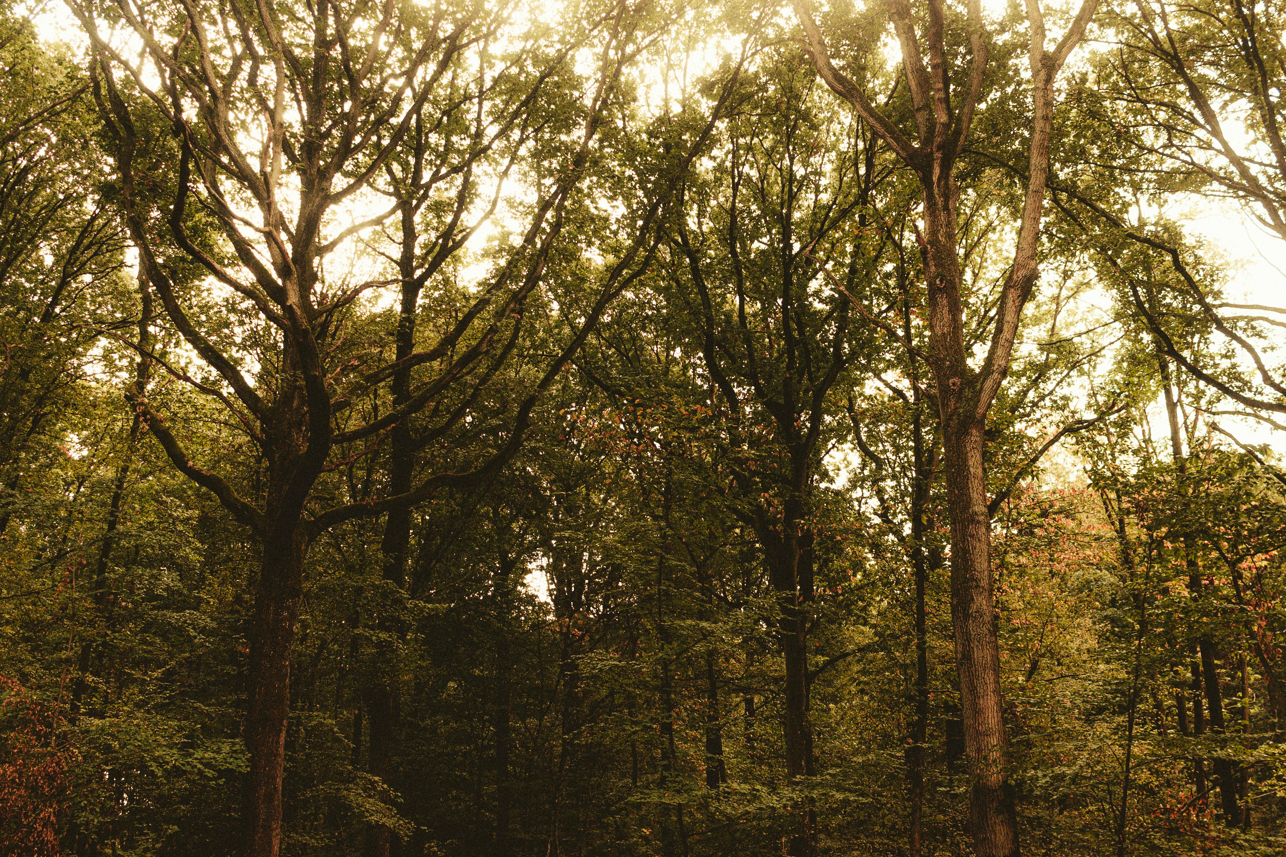 Picturesque scenery of tall green trees with peeling bark growing in woodland at daytime