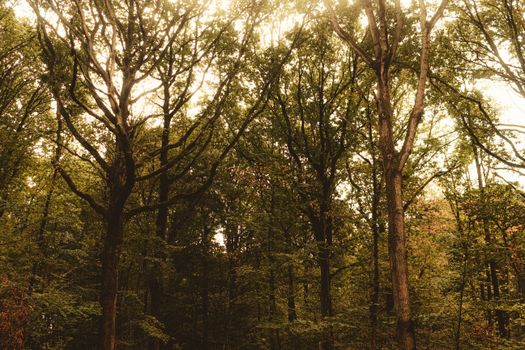 Picturesque scenery of tall green trees with peeling bark growing in woodland at daytime