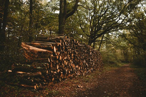 Základová fotografie zdarma na téma botanický, cesta, chodník