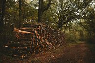 Green forest with felled trees