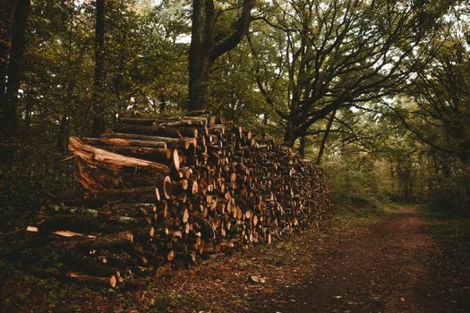 Green forest with felled trees