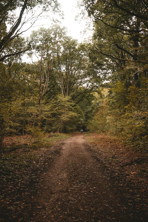 Well trodden pathway in autumn forest