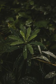 高角度下，外来植物的绿叶上挂着清澈的大水滴
