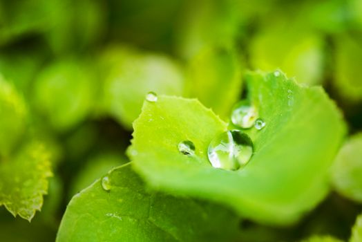 Close-up Photography of Green Leafed Plant