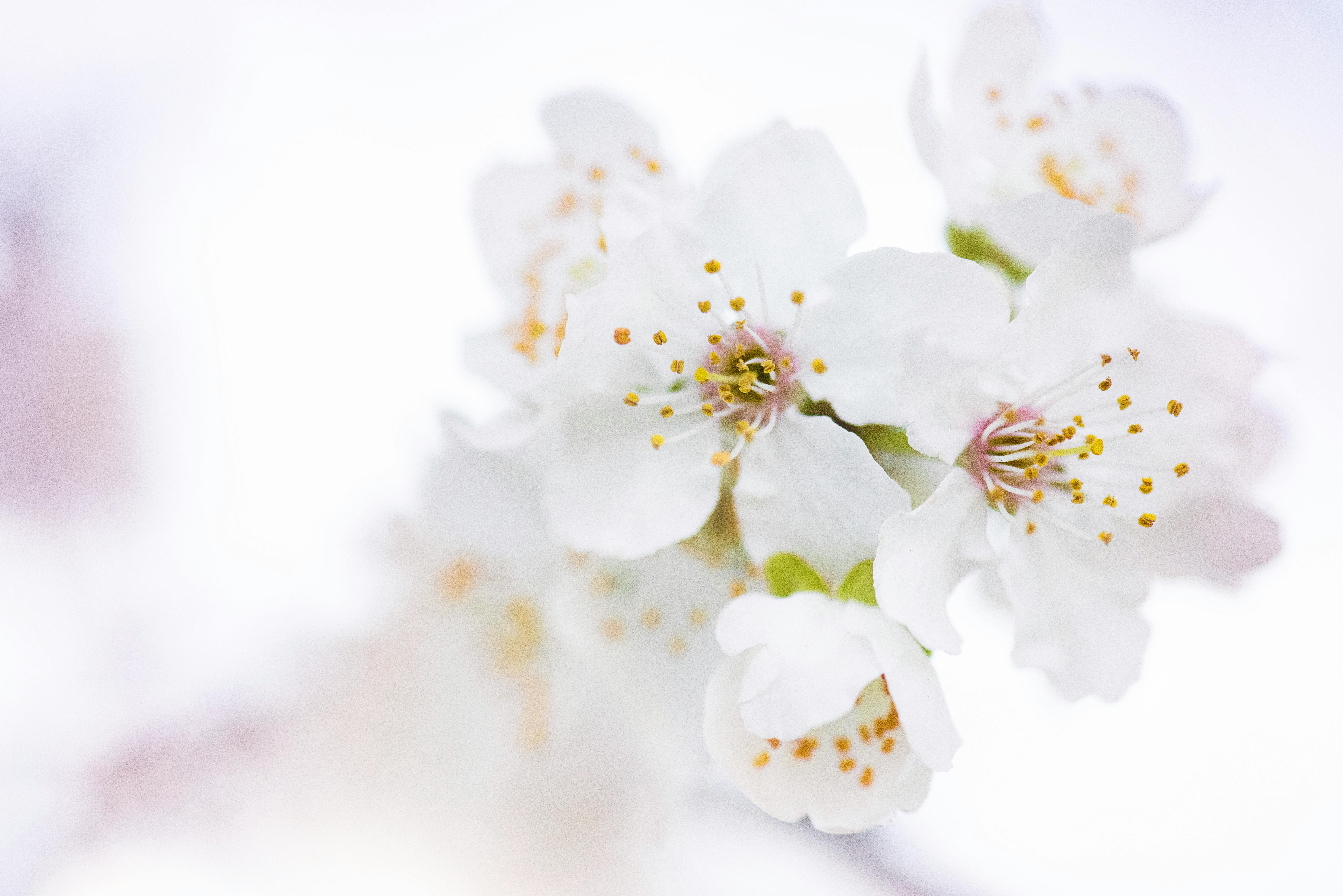 sping flowers with white background