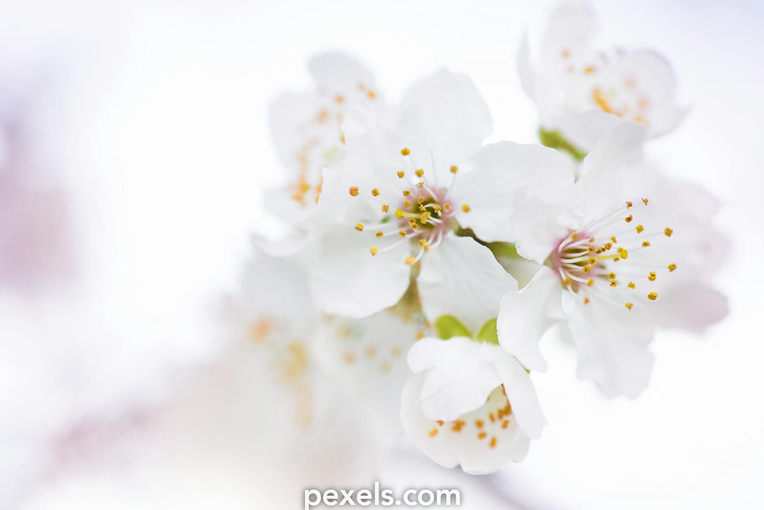 Bộ sưu tập hình hoa trắng với đủ loại hoa và kích thước