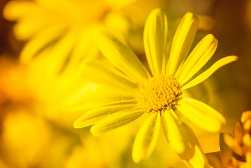 免费 盛开的黄色花朵的选择性聚焦摄影 素材图片