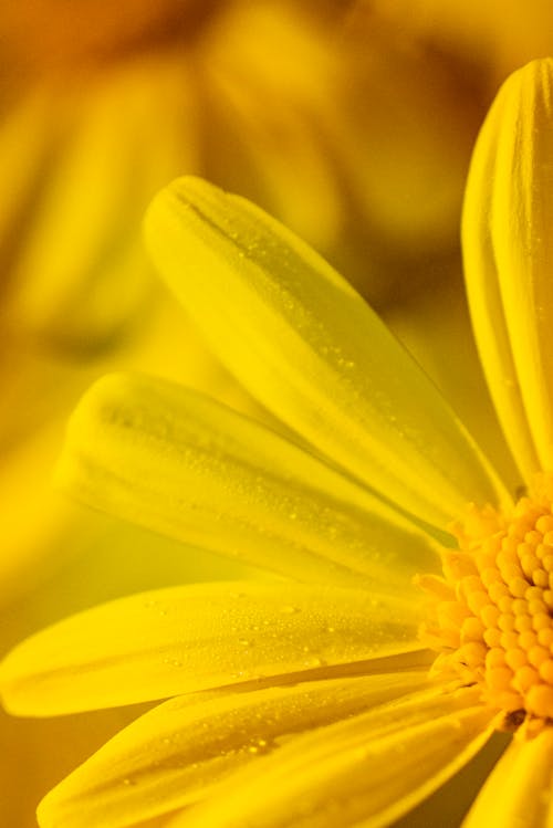 黄色い花のマイクロ写真