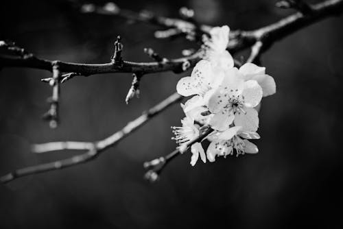 Fotografia Orchidei W Skali Szarości