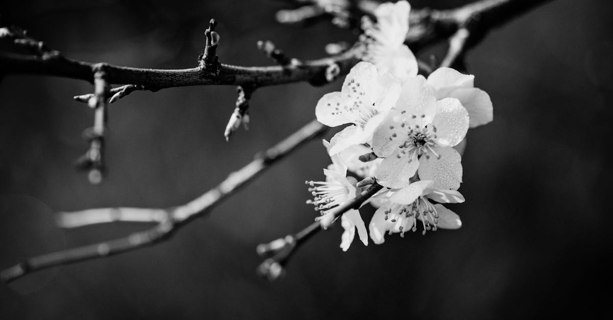 Free stock photo of apple blossom, beautiful flowers, black and white