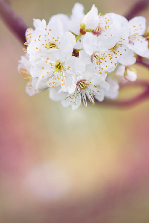 Flor De Pétalas Brancas Fotografia Foco Diferencial