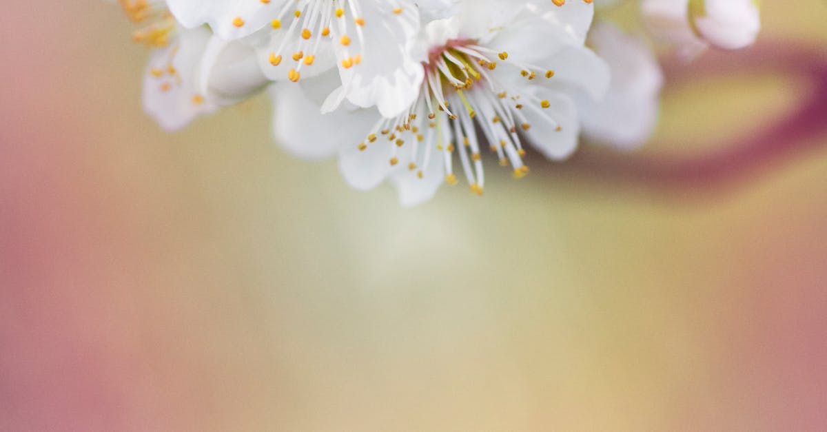 Free stock photo of apple blossom, beautiful flowers, bloom