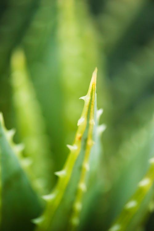 Základová fotografie zdarma na téma Aloe vera, hloubka ostrosti, kaktus