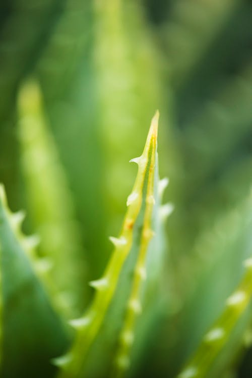 Fotografia Aproximada Da Planta Aloe Vera