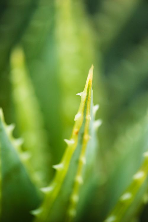 Free Detailed macro shot highlighting the sharp spikes of a green aloe vera plant. Stock Photo
