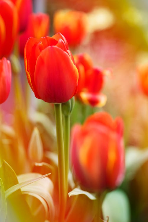 Základová fotografie zdarma na téma barevný, botanický, červená