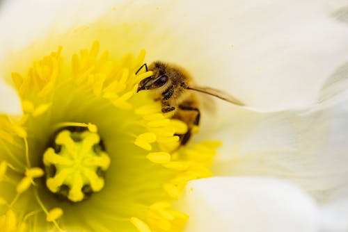花のイラストに蜂