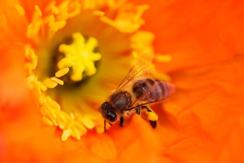 Bee on Orange Flower