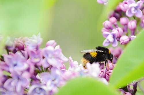 Abeille Noire Et Jaune