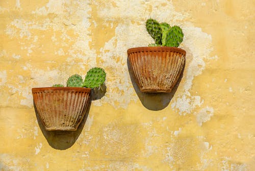 Green Cacti in Brown Clay Pots