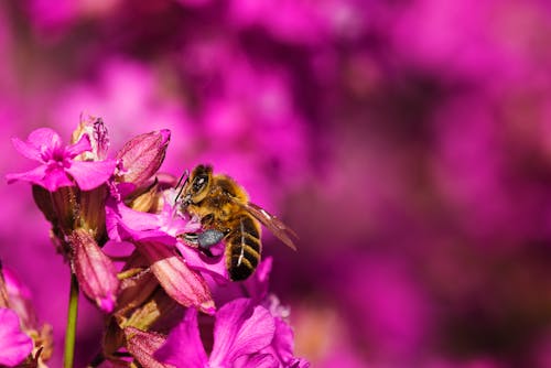 花から花粉を集めるミツバチの選択的焦点写真