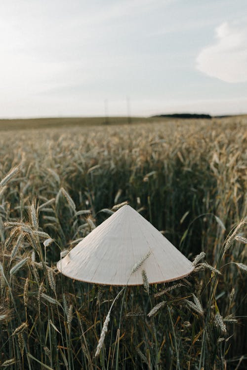 Fotobanka s bezplatnými fotkami na tému dedinský, farma, hracie pole