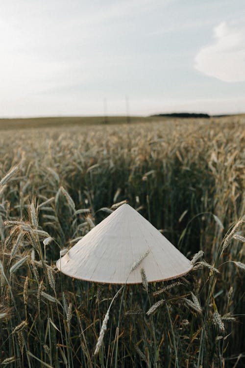 Foto d'estoc gratuïta de agricultura, barret, camp