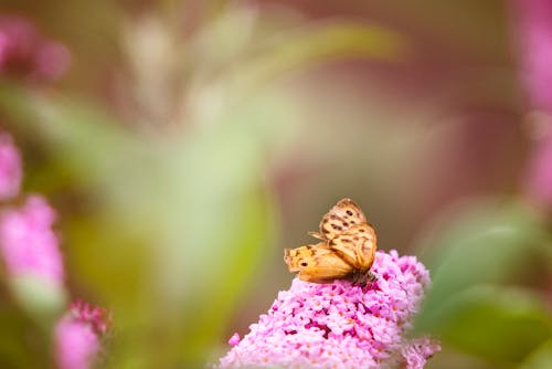 ピンクの花びらの花の茶色の蝶の選択的な焦点の写真