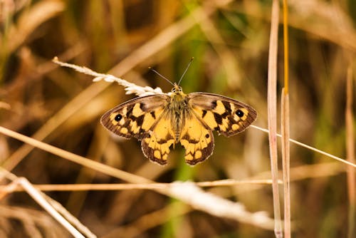 Free Brown Butterfly Stock Photo