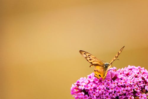 Brown Monarch Butterfly Perch on Pink Clusted Flwoers
