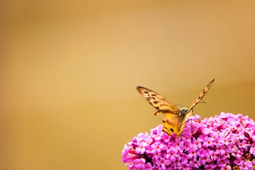 ピンクのclusted Flwoersの茶色のモナークバタフライパーチ