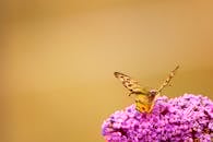 蝴蝶在粉红色花朵上的特写，展现了大自然的鲜艳色彩