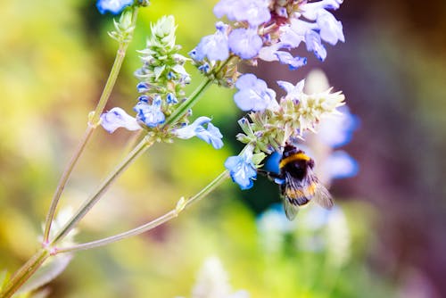 Gratis Bee On Flower Foto Stok