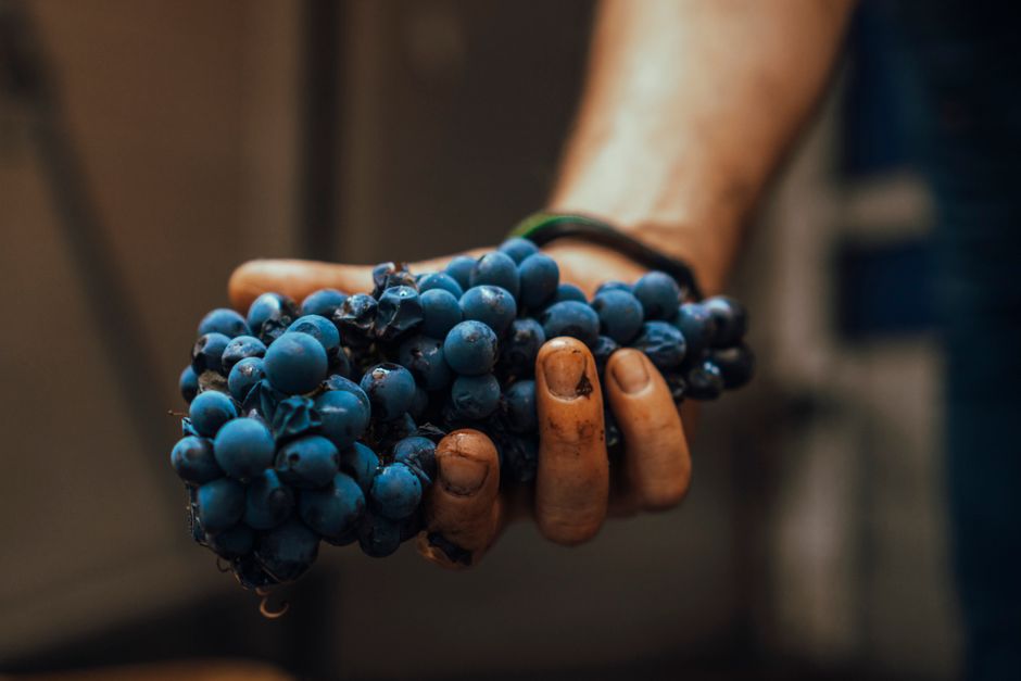Sustainable gastronomy gardening events