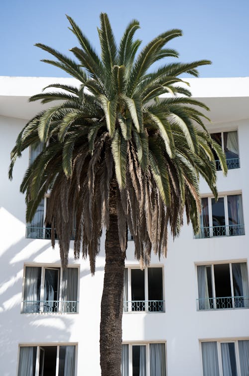 Free Green Palm Tree Near White Concrete Building Stock Photo