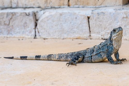 Free Close-up of a Yucatan Spiny-tailed Iguana (Ctenosaura defensor) basking on stone steps. Stock Photo