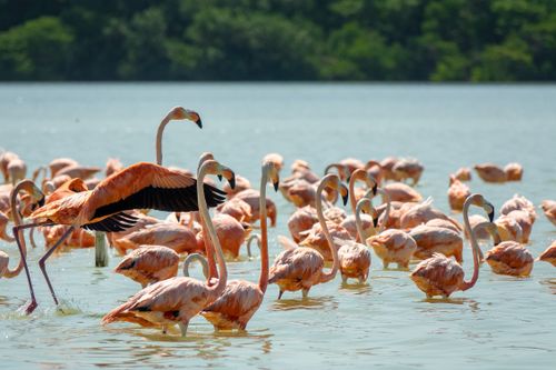 Free Group of graceful flamingos wading in a serene lake with lush greenery background. Stock Photo