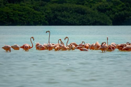 Free Vibrant pink flamingos wading in calm waters against a lush green backdrop. Stock Photo