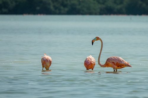 Free Three flamingos in a serene lake setting showcasing their graceful presence. Ideal for wildlife and bird photography enthusiasts. Stock Photo