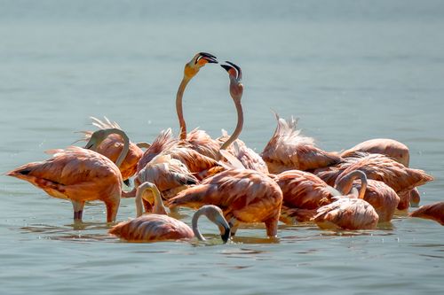 Free A stunning flock of flamingos wading in tranquil lake waters, showcasing their colorful plumage. Stock Photo