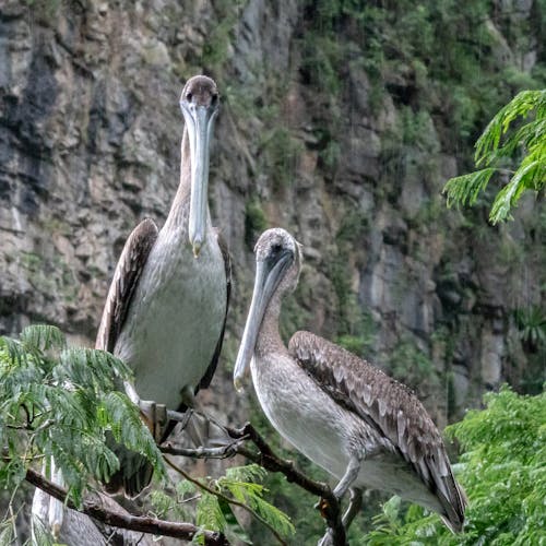 Foto stok gratis bangsa burung, binatang, burung-burung