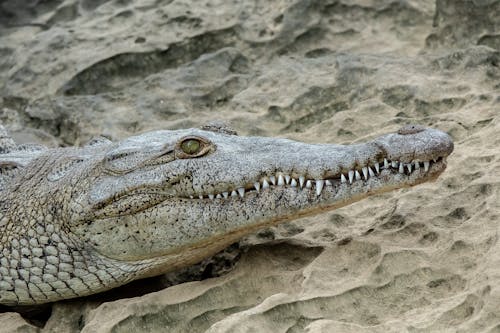 Grey Crocodile on a Rock