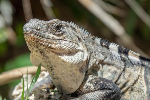 Free Detailed close-up of a wild iguana basking in sunlight with natural textures and vibrant colors. Stock Photo