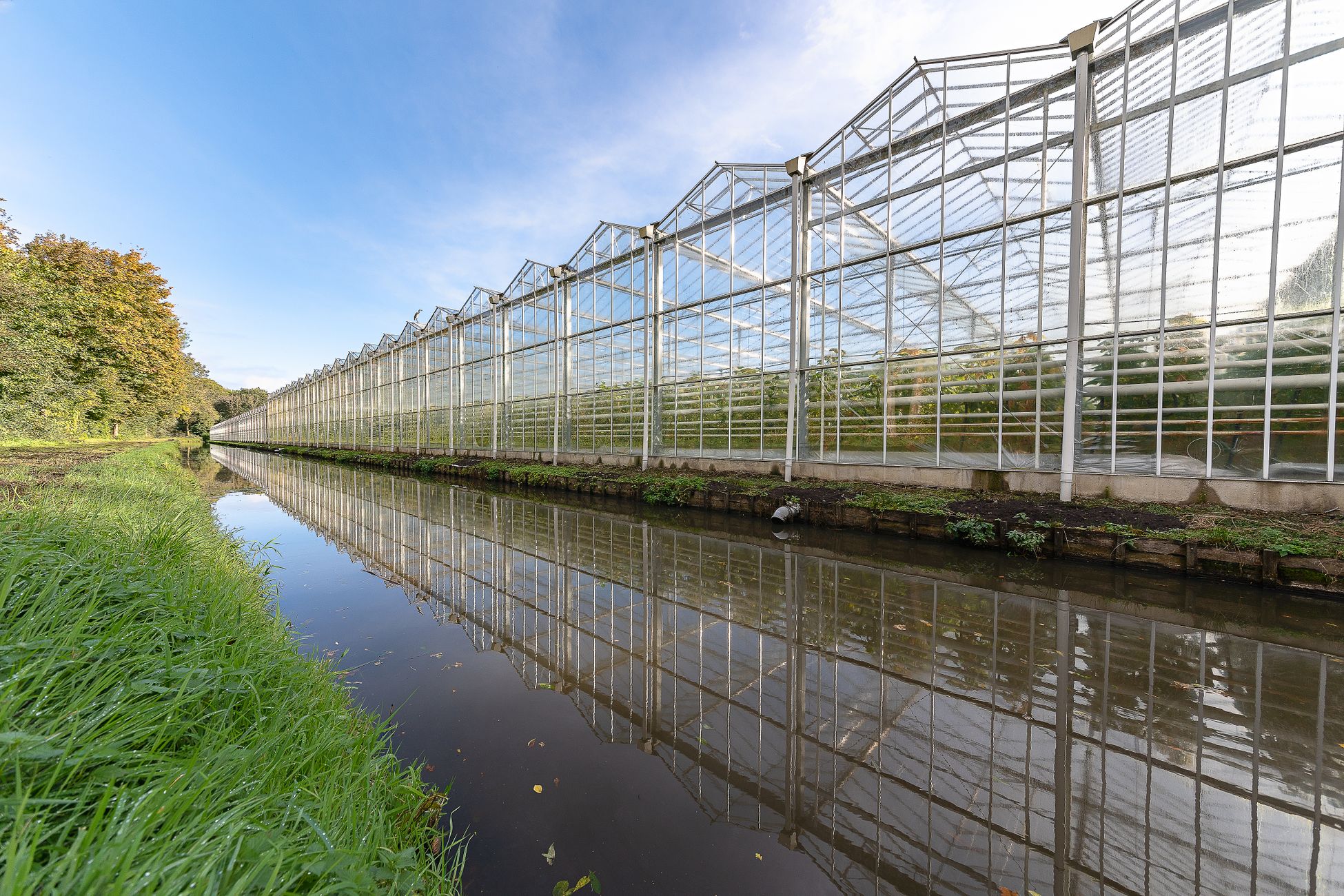 Europese regels dwarsbomen plan tuinders voor natuurlijk afvalwaterzuivering