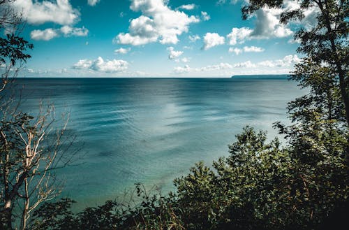 Green Plants Beside Body of Water Under Blue Sky