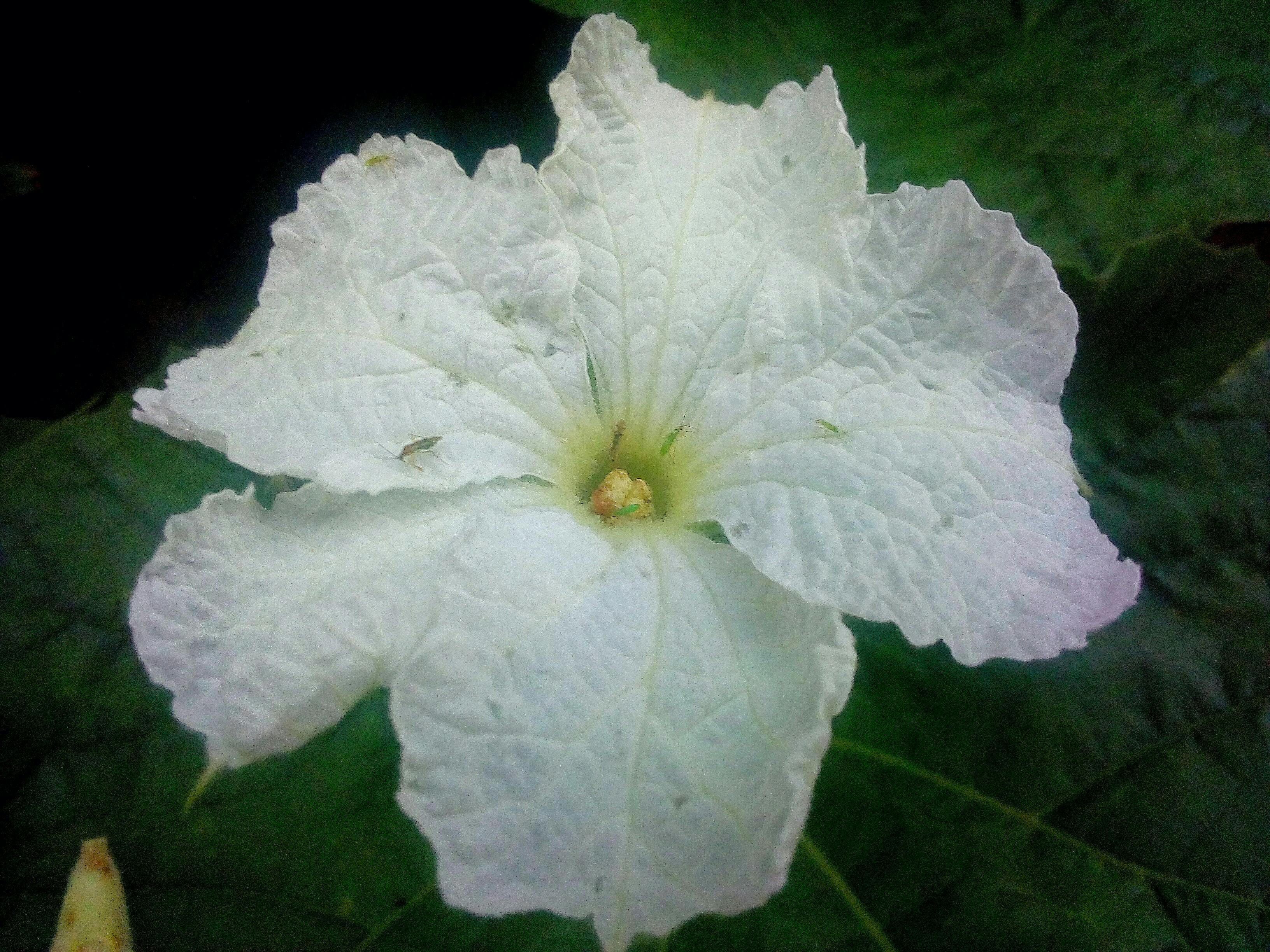 蒙顶毛尖是什么茶：来自江苏太湖之滨的独特饮品