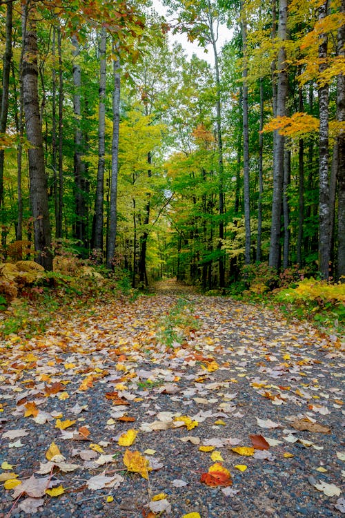 Free Leaves on the Ground Stock Photo